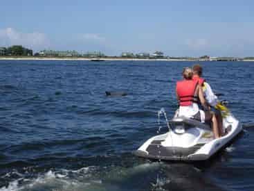 Destin X Waverunner Dolphin Tour - Departing From Destin Harbor