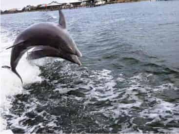 Destin X Waverunner Dolphin Tour - Departing From Destin Harbor