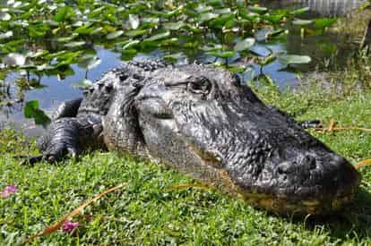 Everglades Safari Park Admission by Gray Line Miami