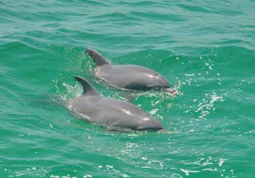 Shell-Island-Eco-Sea-fari-Tour-and-Dolphin-Encounter