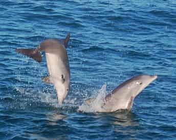 Sunset Dolphin & Snorkel Combo Tour