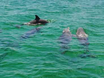 Sunset Dolphin & Snorkel Combo Tour