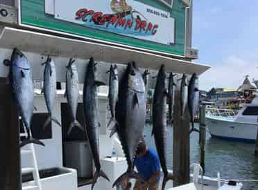 Inshore & Deep Sea Fishing Charters with Charter Boat Screamn Drag