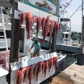 Inshore & Deep Sea Fishing Charters with Charter Boat Screamn Drag