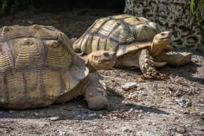 Airboat Ride & Animal Shows at the Everglades Alligator Farm