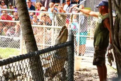Airboat Ride & Animal Shows at the Everglades Alligator Farm