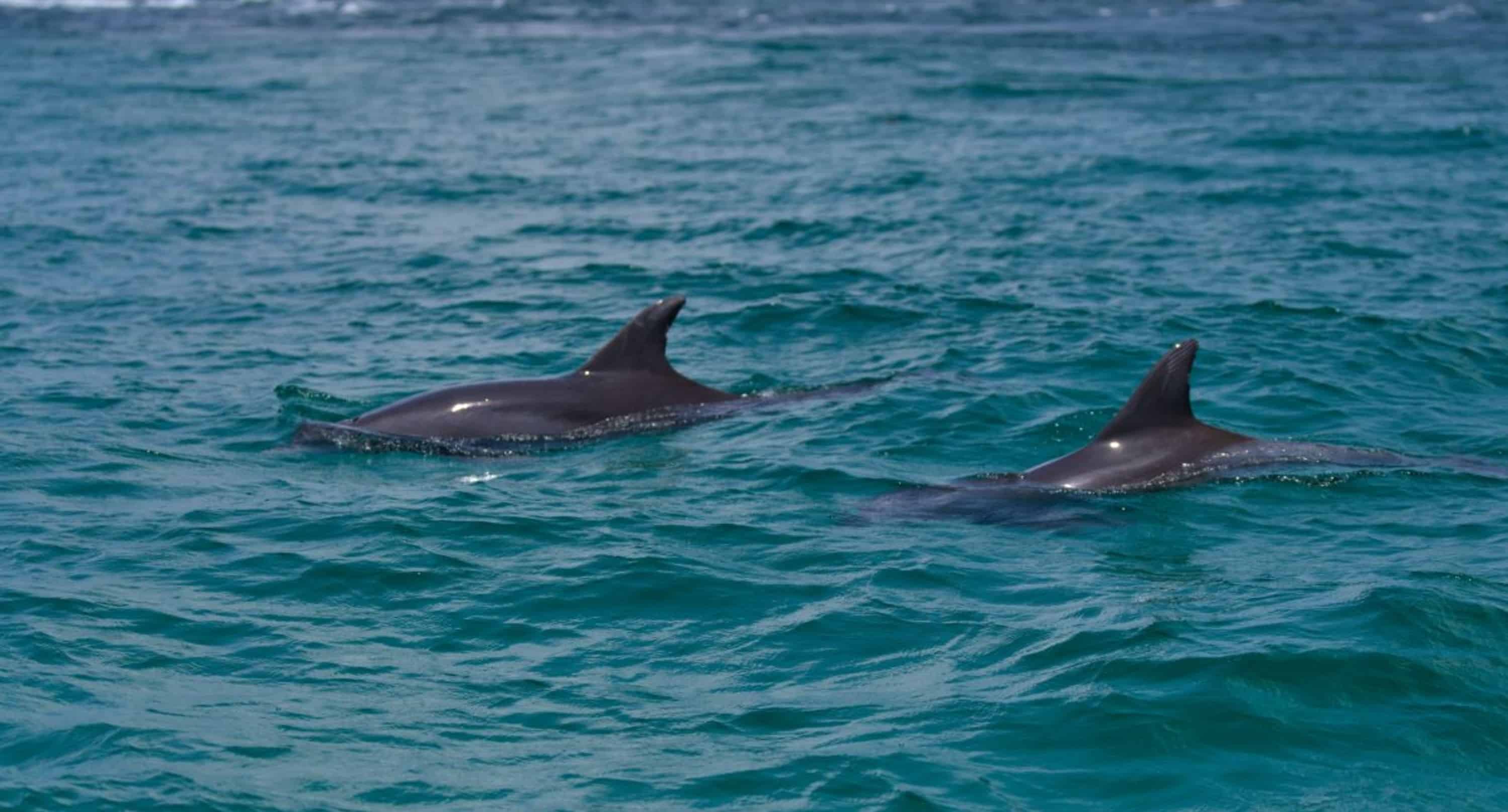 Daytime-Dolphin-Sail-Aboard-The-Footloose-Catamaran