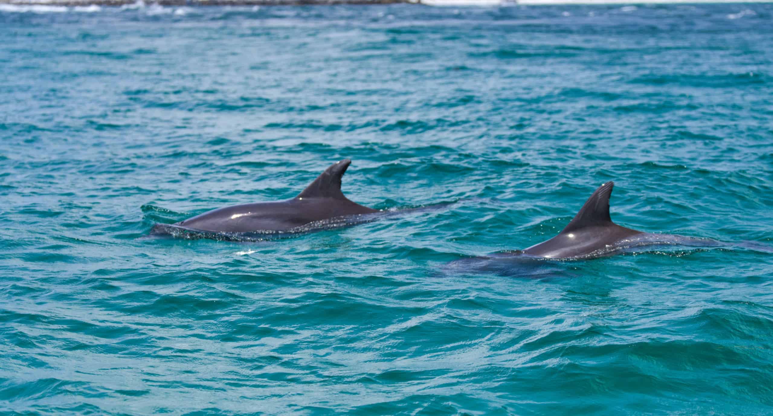Daytime-Dolphin-Sail-Aboard-The-Footloose-Catamaran