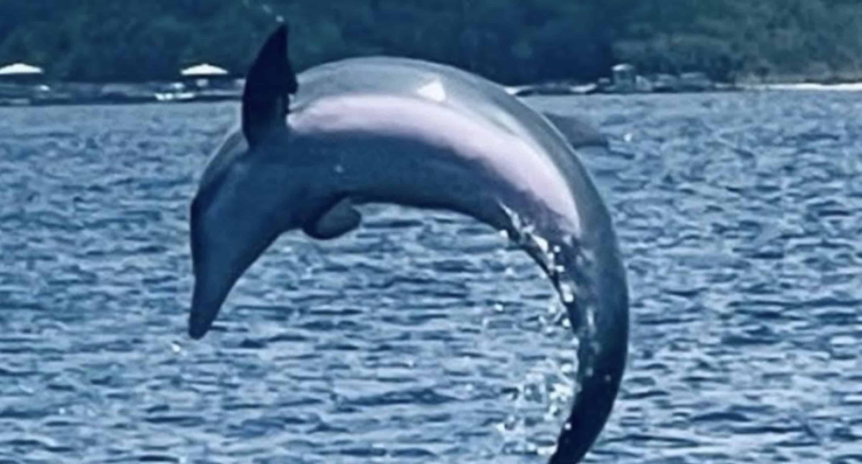 Gulf-Island-Charters-Private-Dolphin-Sunset-Cruise