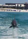 Dolphin Tour Thrill Ride Aboard the Screaming Eagle
