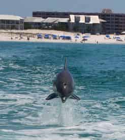 Dolphin Tour Thrill Ride Aboard the Screaming Eagle