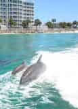 Dolphin Tour Thrill Ride Aboard the Screaming Eagle