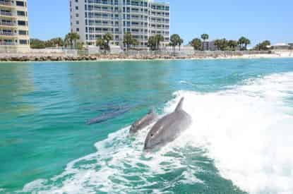 Dolphin Tour Thrill Ride Aboard the Screaming Eagle