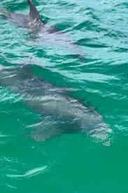 Half Day Trip to Shell Island with Jessica Shoals Fishing Charters