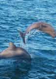 Dolphin Watch and Destin History Cruise