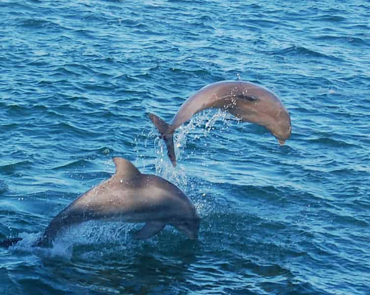 daytime dolphin watch & sunset cruises