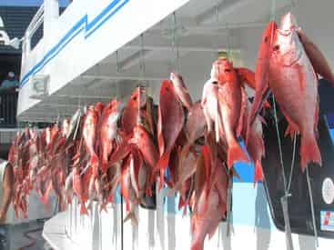 5 Hour Deep Sea Party Boat Fishing in Panama City Beach