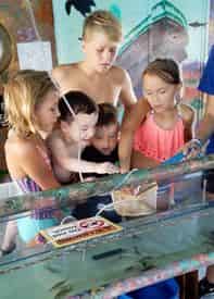 Shell Island Eco Sea-fari Tour & Dolphin Encounter