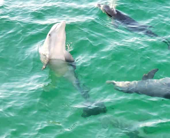 Sunset-Dolphin-Encounter-Aboard-Captain-Anderson-III