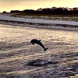 Sunset Dolphin Encounter Aboard Captain Anderson III