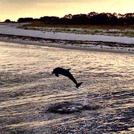 Sunset-Dolphin-Encounter-Aboard-Captain-Anderson-III