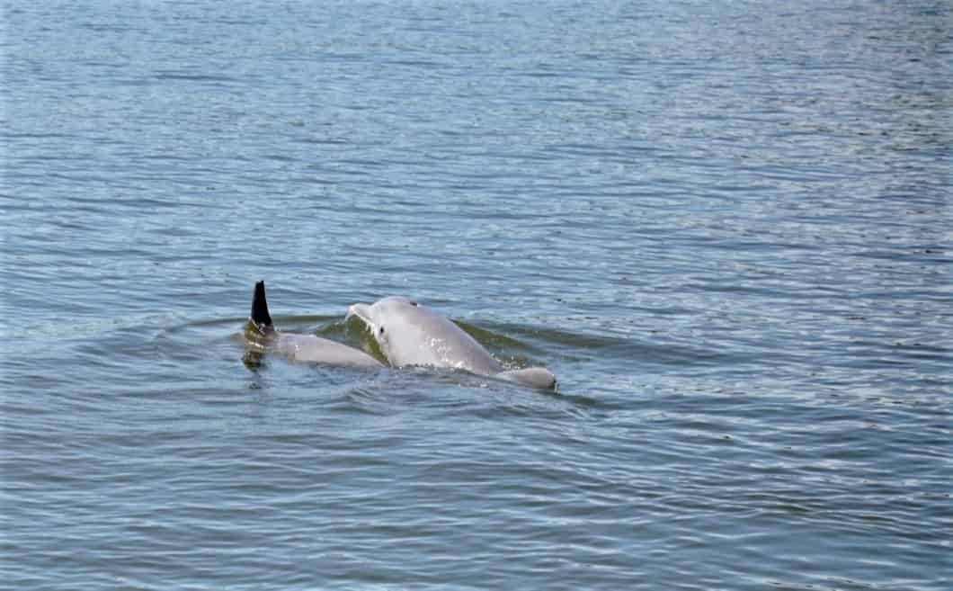 Dolphin-and-Nature-Tour-On-the-Explorer-Orange-Beach