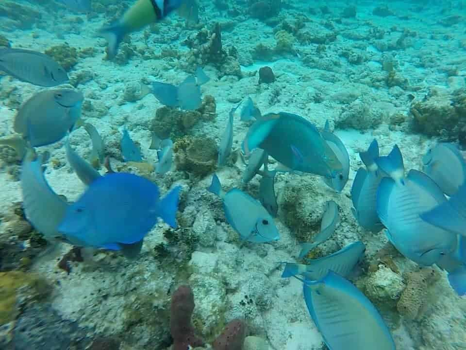 Panama-City-Beach-Snorkel-Trip-Aboard-The-Footloose-Catamaran