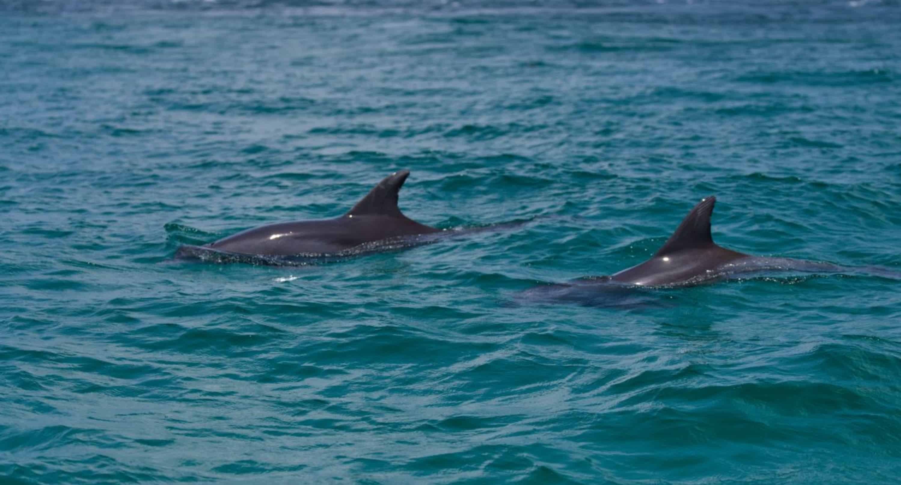 Panama-City-Beach-Snorkel-Trip-Aboard-The-Footloose-Catamaran