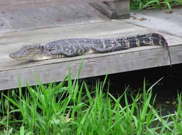 Half Day Combo: Destrehan Plantation & Airboat Swamp Tour