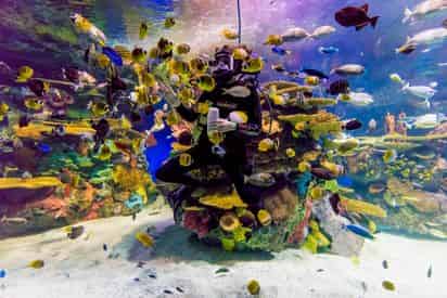 Ripley's Aquarium of Myrtle Beach