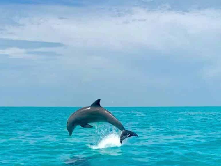 Dolphin-Watch-and-Snorkel-Tour