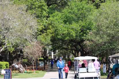Whitney & Oak Alley Plantation Tour Transportation Included