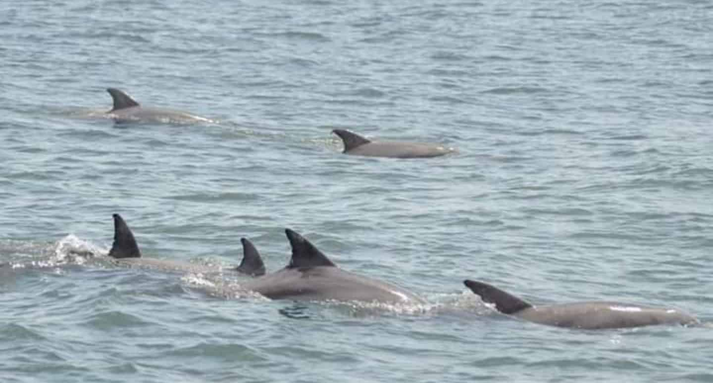 Sea-Screamer-Dolphin-Cruise-Myrtle-Beach