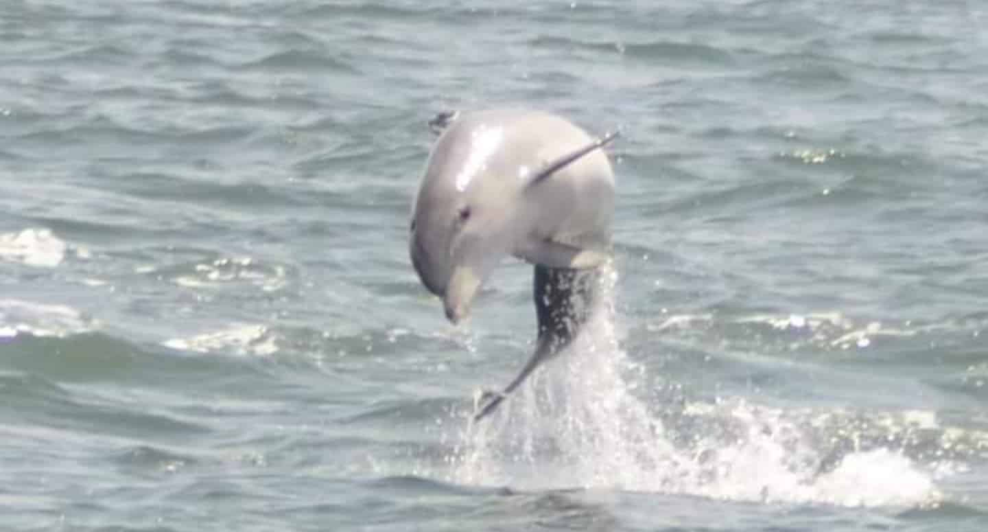 Sea-Screamer-Dolphin-Cruise-Myrtle-Beach