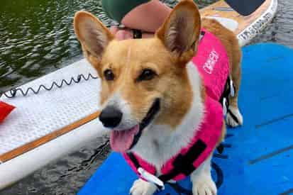 Sup Pup Fort Lauderdale Paddleboard Tour