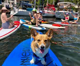 Sup Pup Fort Lauderdale Paddleboard Tour