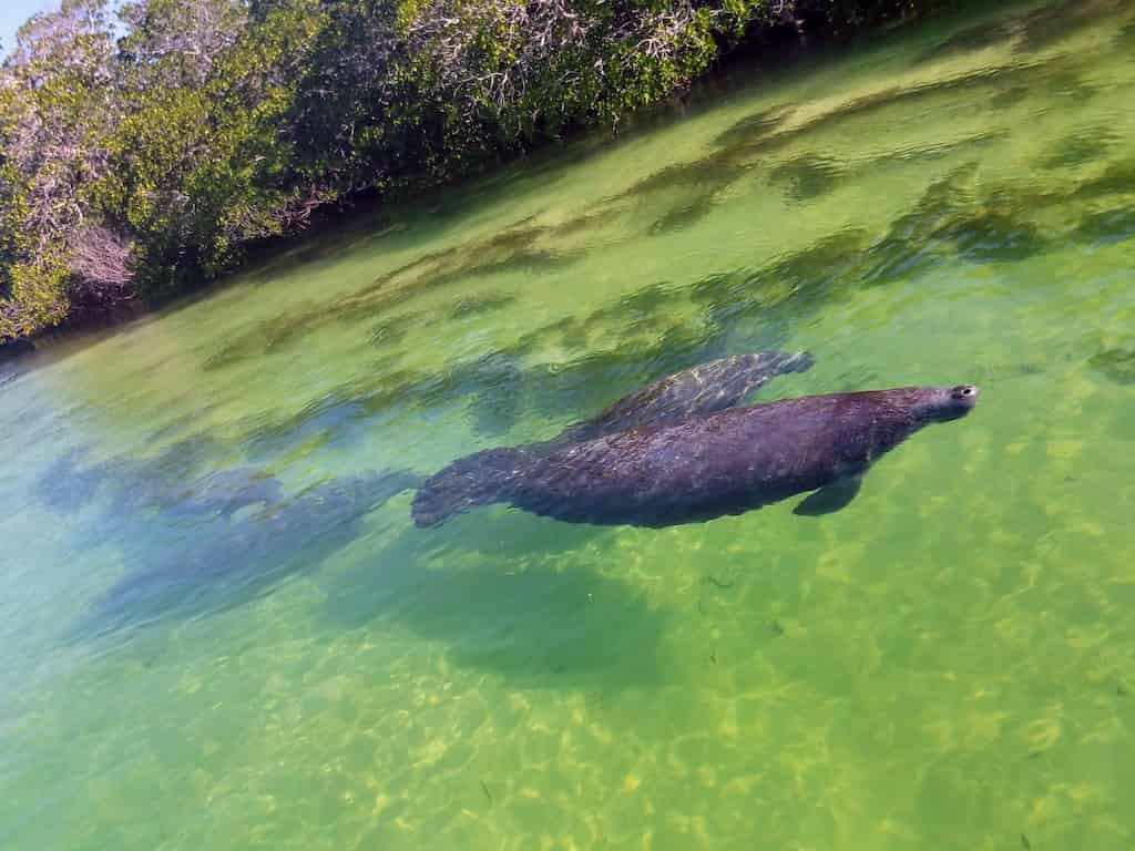 Mangroves-and-Manatees-2-hour-Eco-Tour