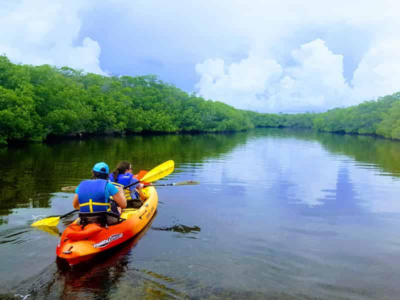 Mangroves-and-Manatees-2-hour-Eco-Tour