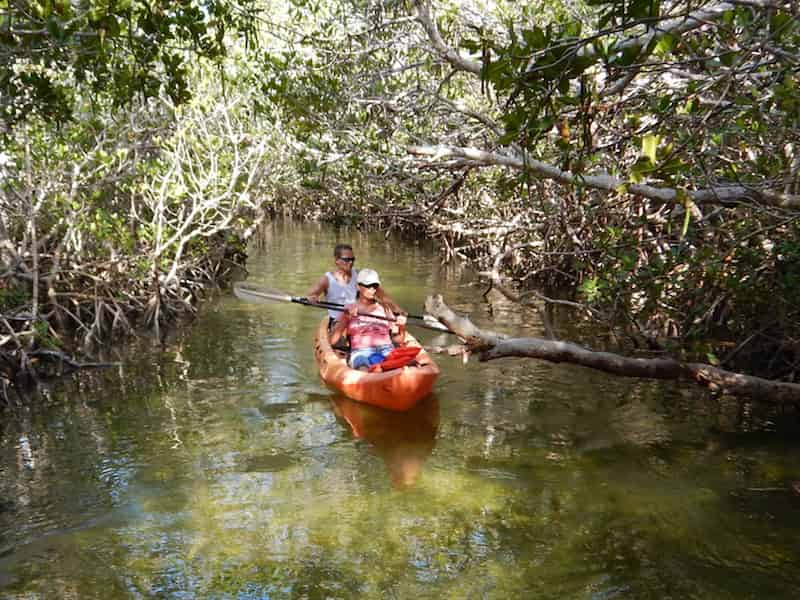 Mangroves-and-Manatees-2-hour-Eco-Tour