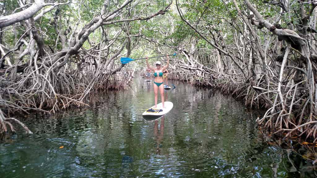 Mangroves-and-Manatees-2-hour-Eco-Tour