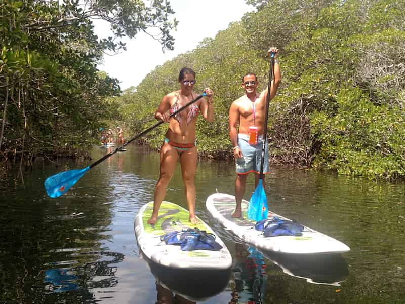 Mangroves-and-Manatees-2-hour-Eco-Tour