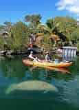 Mangroves and Manatees 2 Hour Eco-Tour