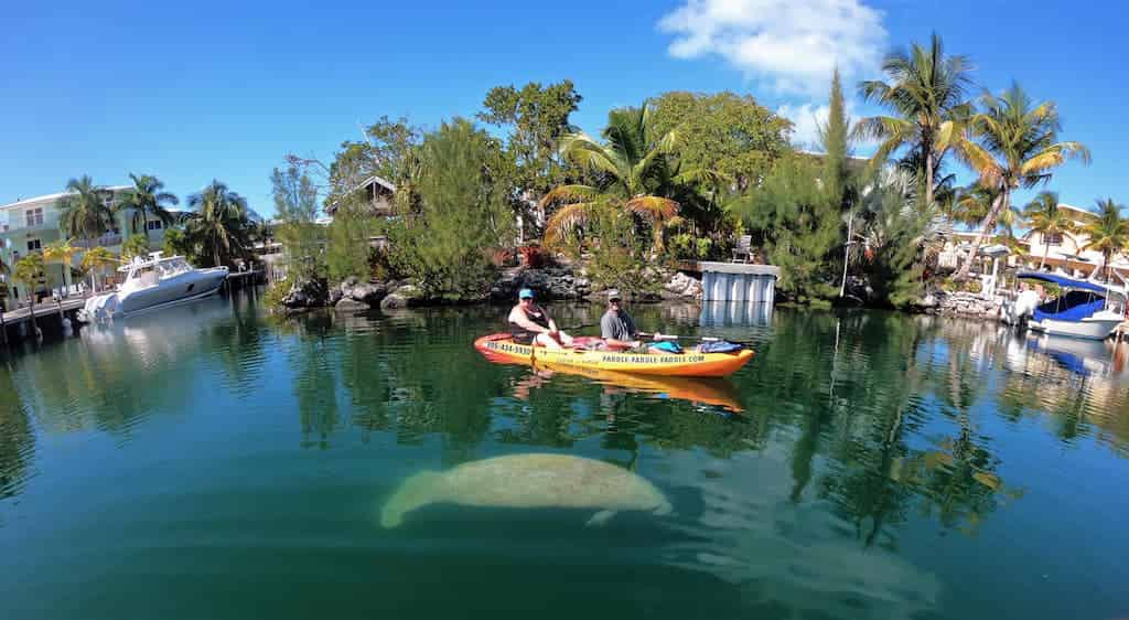 Mangroves-and-Manatees-2-hour-Eco-Tour