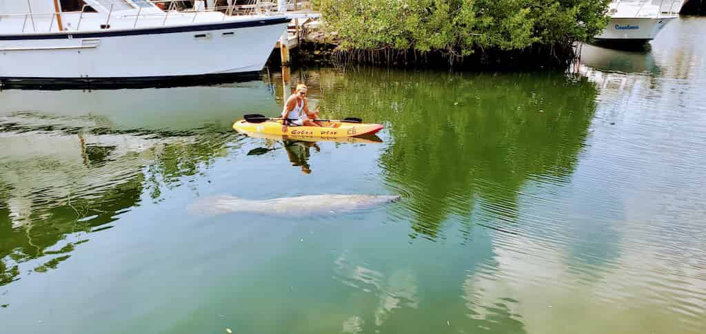 Mangroves-Kayak-and-Paddleboard-Rentals