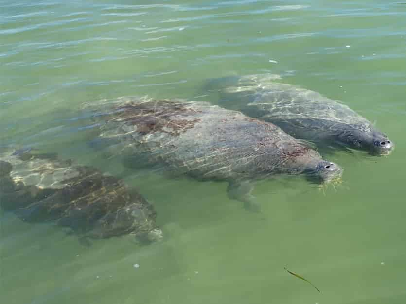 Mangroves-Kayak-and-Paddleboard-Rentals