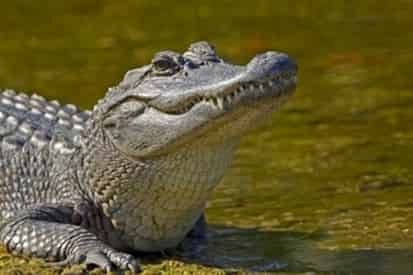 Oak Alley Antebellum Plantation & Pontoon Swamp Boat Tour with Transportation