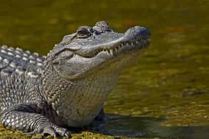 Whitney Museum Plantation & Pontoon Swamp Boat Tour with Transportation