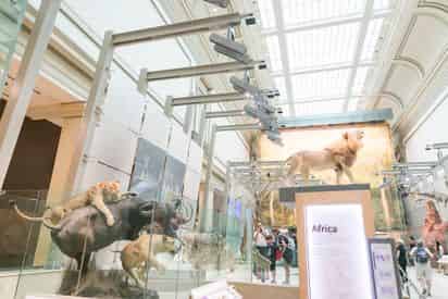 Stories of the Smithsonian Natural History Museum