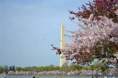 Cherry Blossom Segway Tour