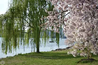 Cherry Blossom Segway Tour
